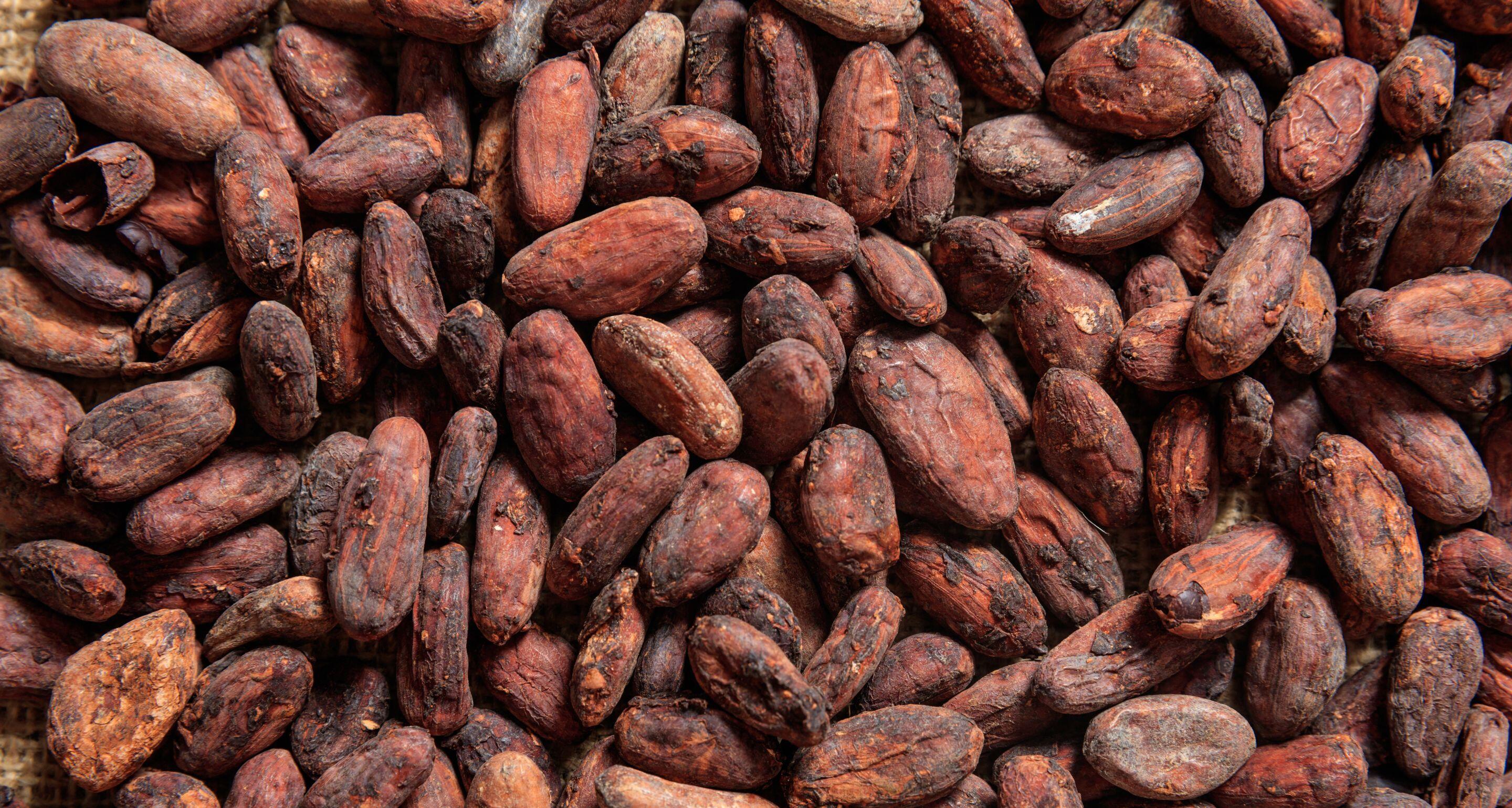 mbs5_tastingnote_cocoabean