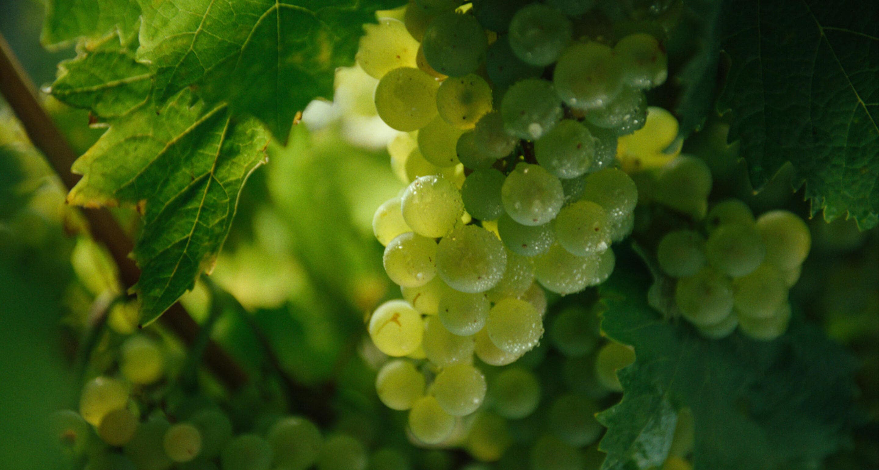 Living Landscape Grapes