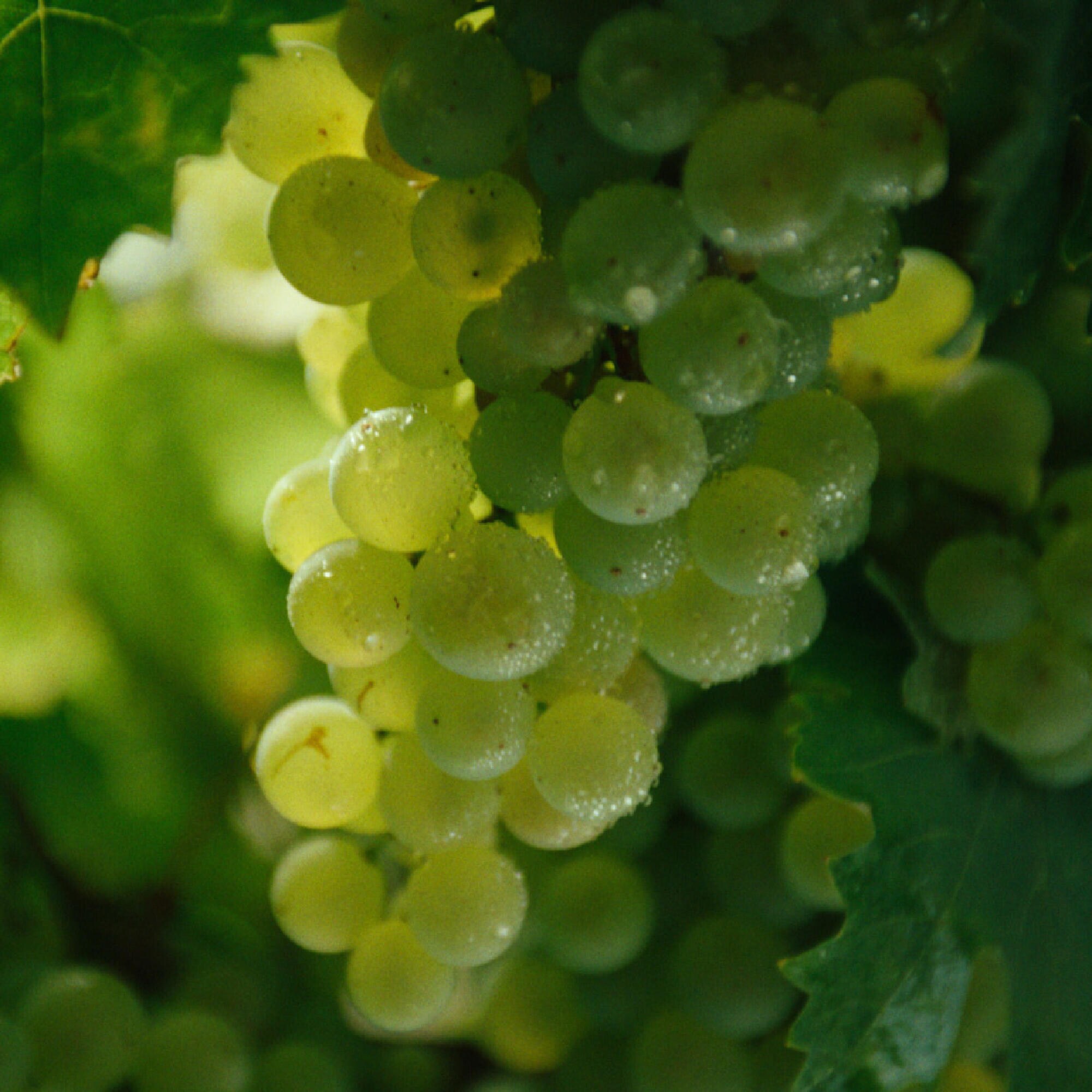 Hennessy Cognac Grapes