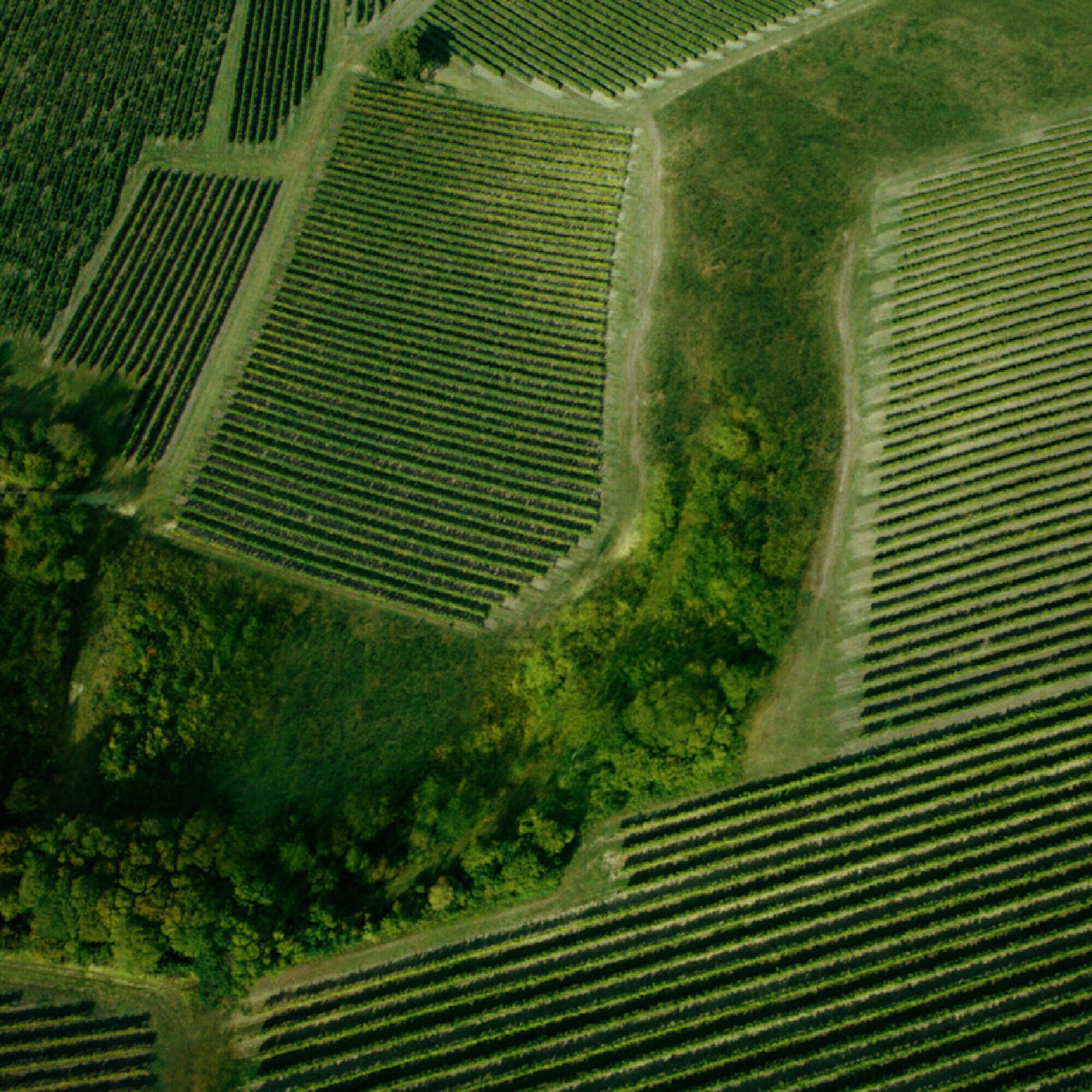 Hennessy Cognac Vineyard Landscape