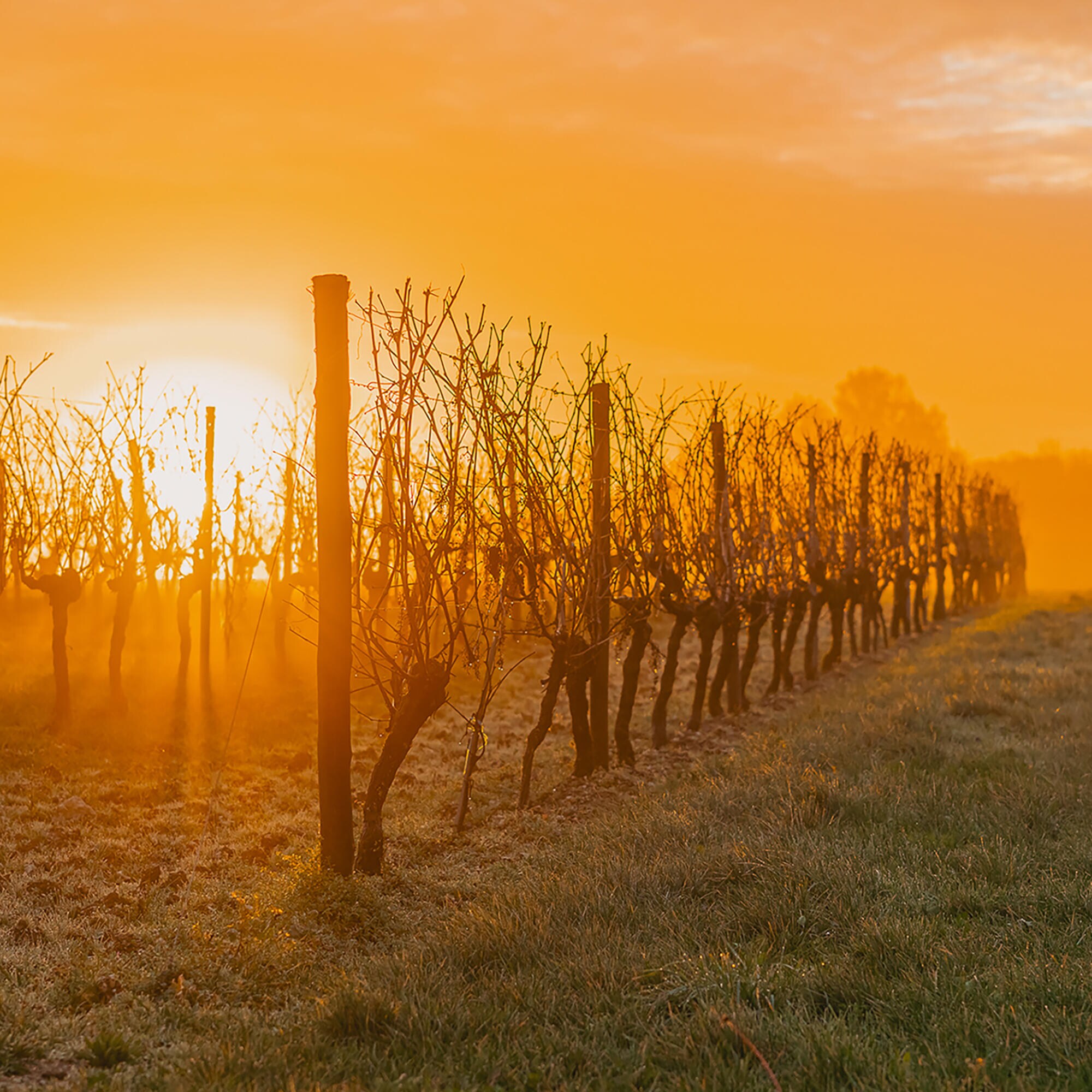 plantation-decembre-1000-palisses_nicolas-leroy-75-1.jpg