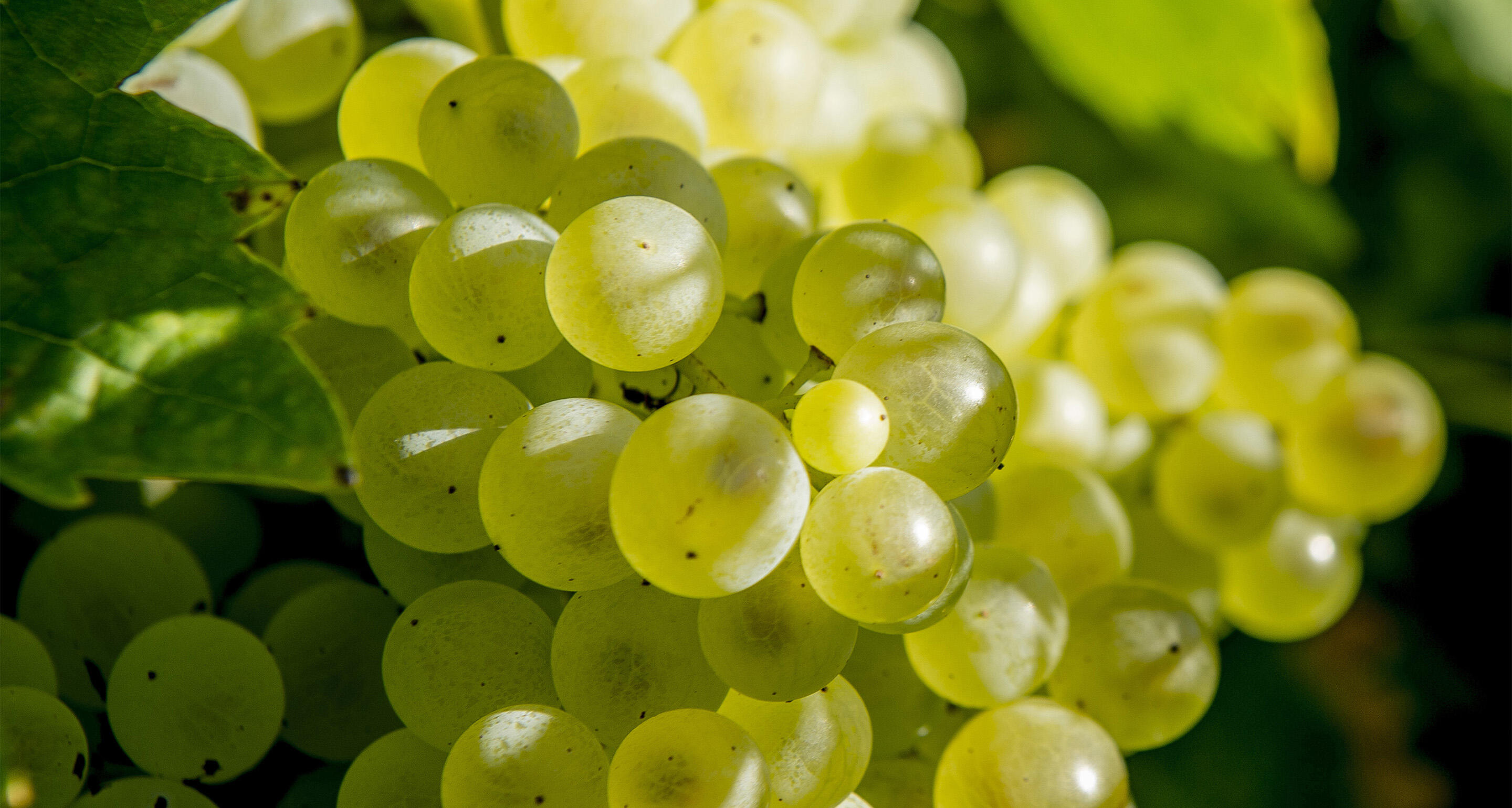  hennessy-christophe-mariot-corporate-viticulture-ete-septembre-2020-005-evin1.jpg 
