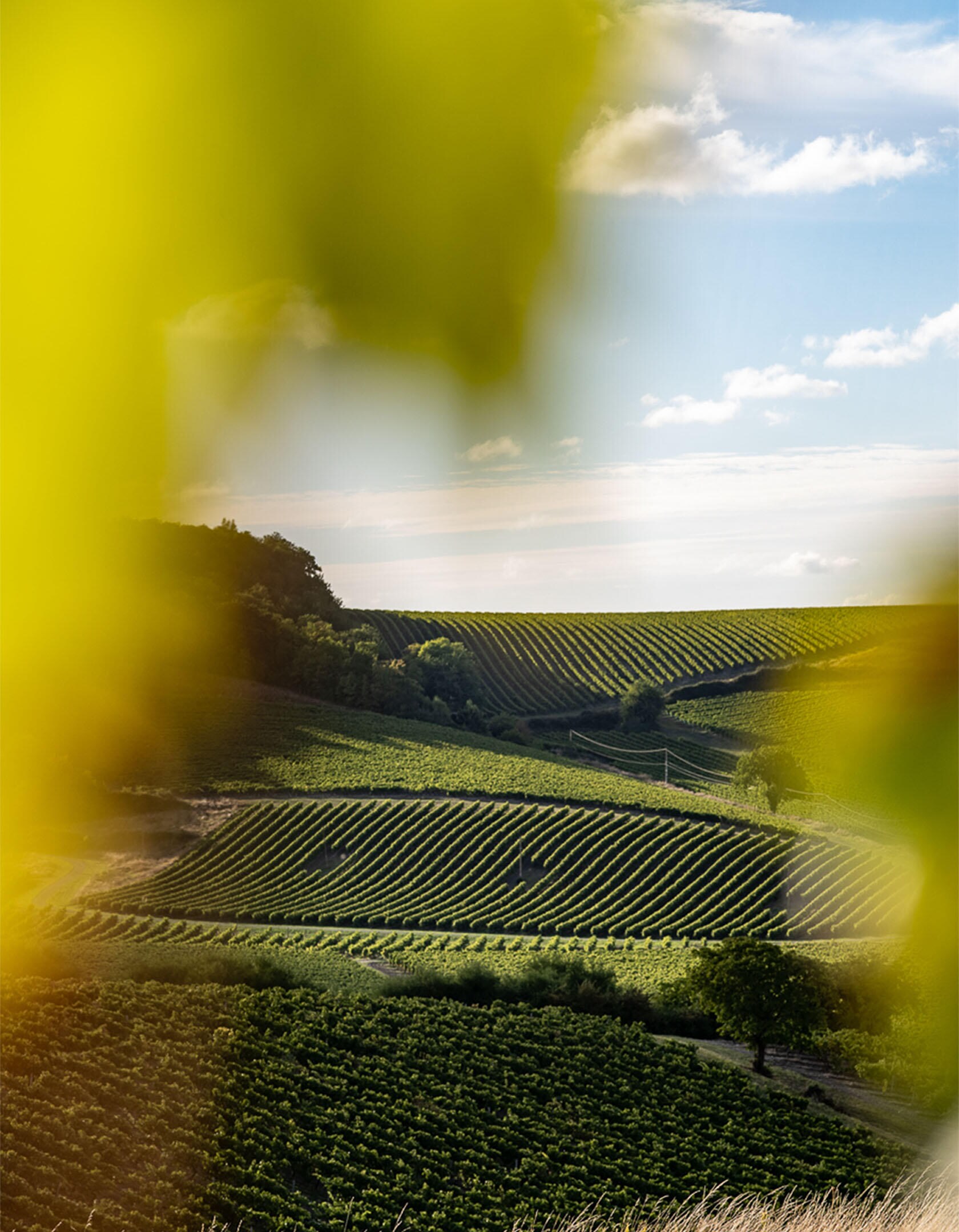  hennessy-vendanges2023-2003-lrcfredlahache.jpg 