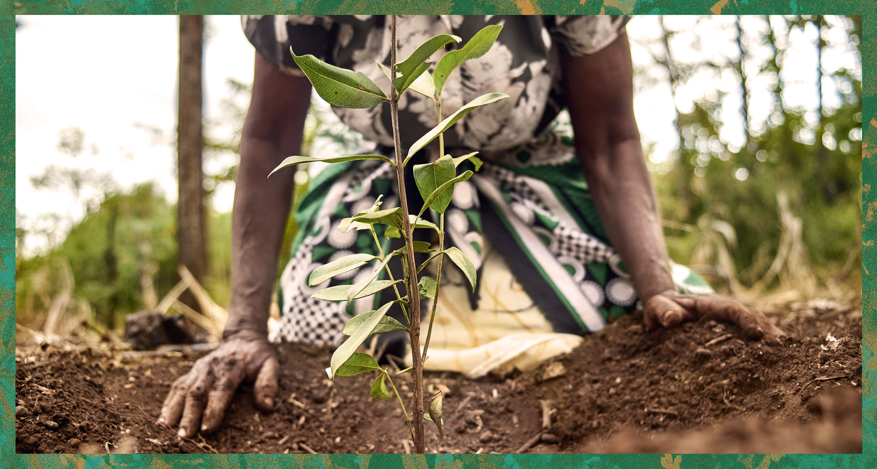 HENNESSY COMMITTED TO FORESTS