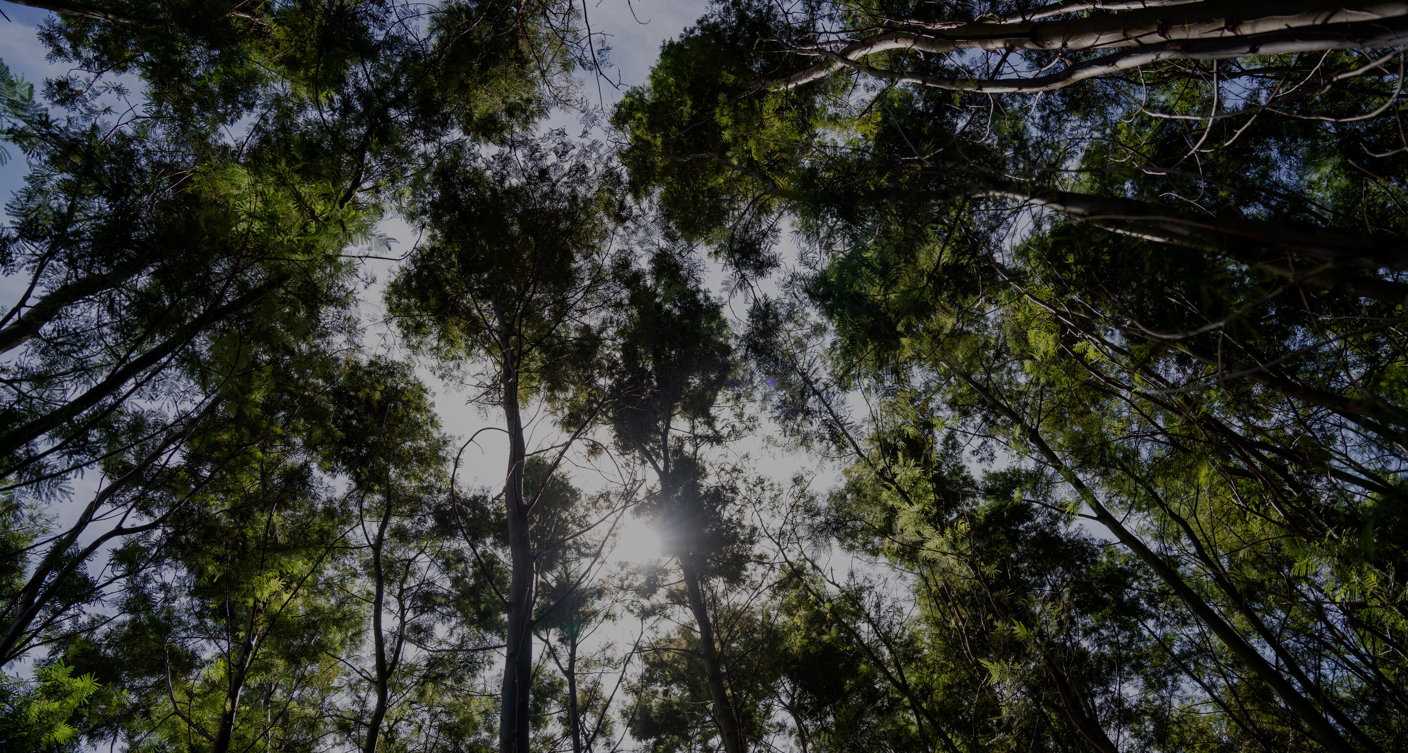 HENNESSY_230607_Foret