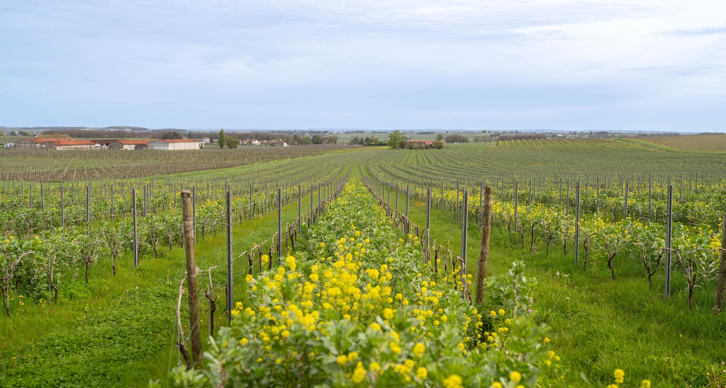 Vignes fleuries à Cognac