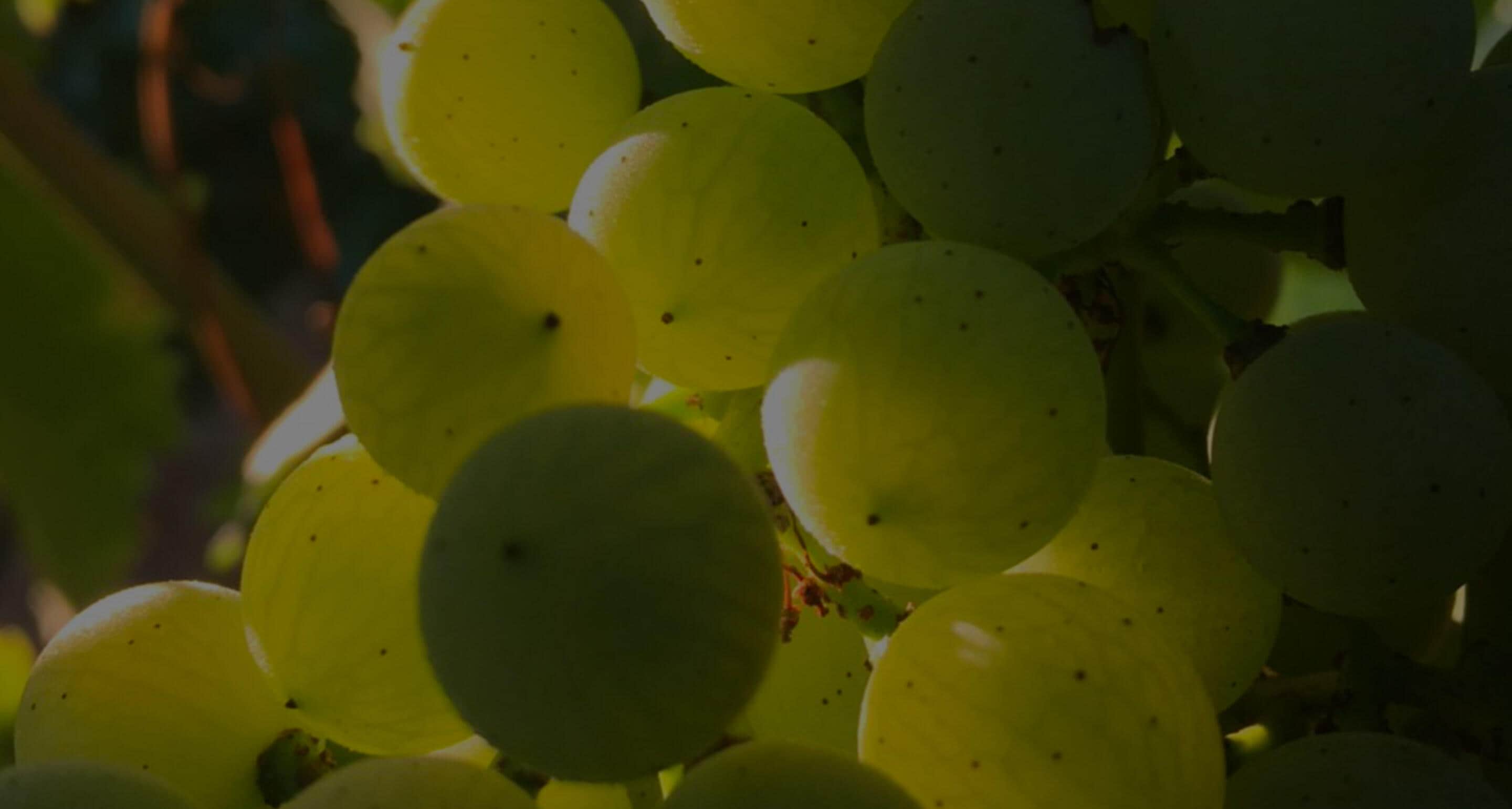 Hennessy FROM GRAPE TO BOTTLE