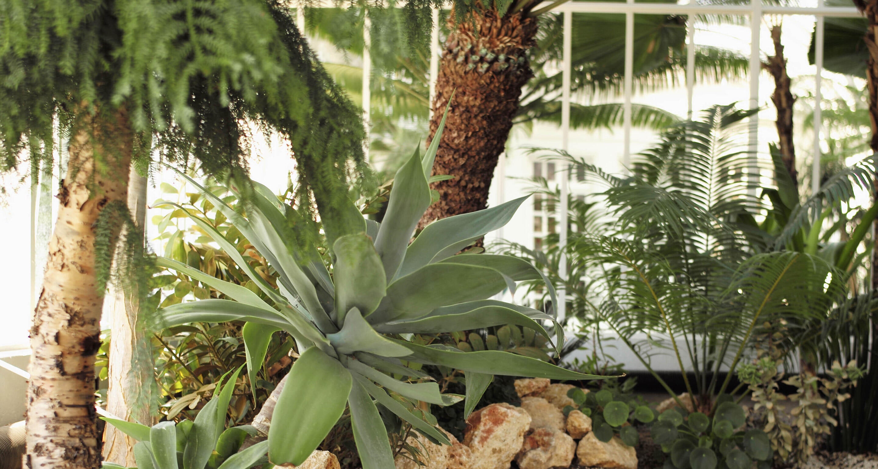 Hennessy’s Winter Garden 