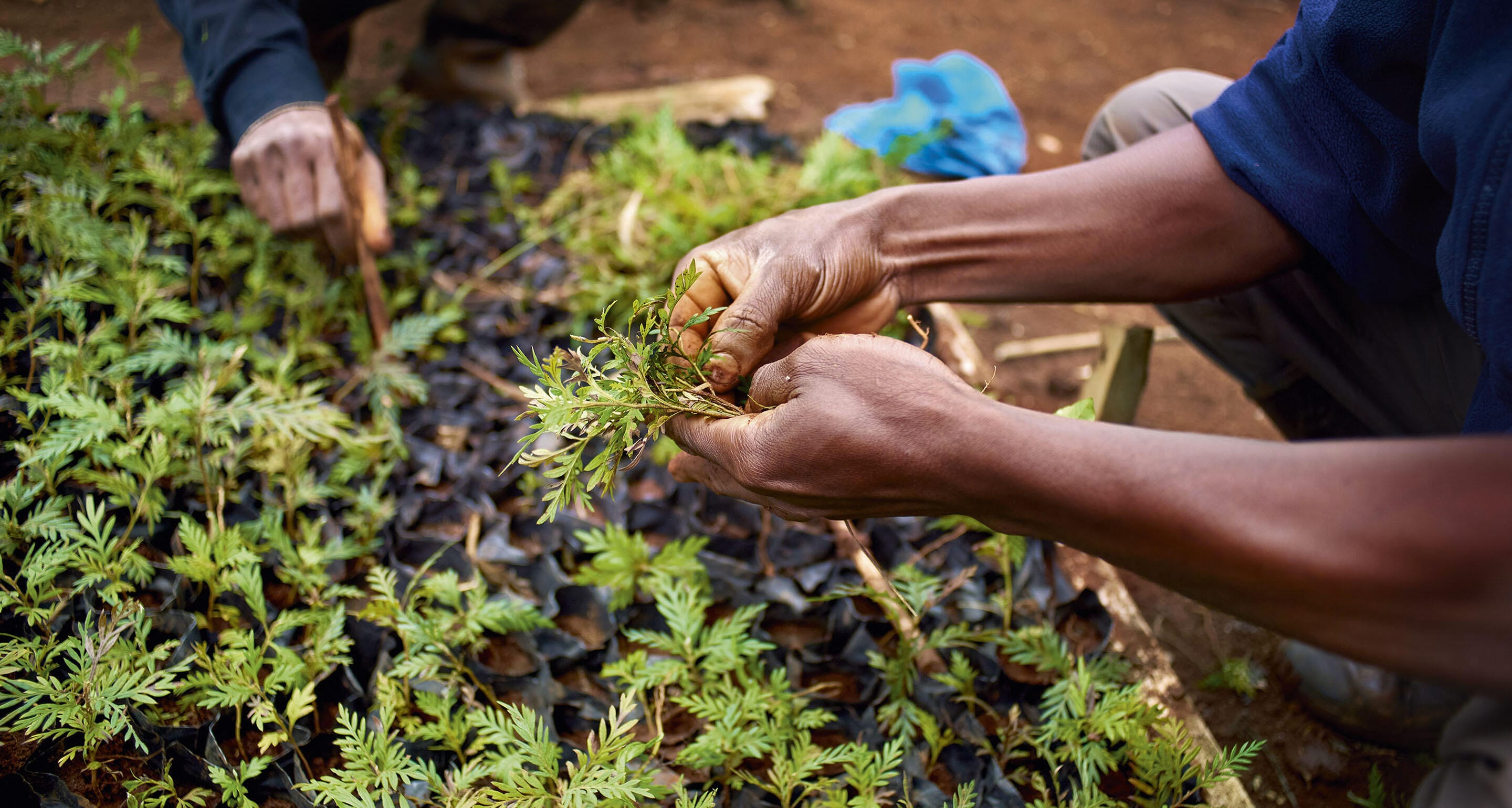 FOREST DESTINATION programme carrousel